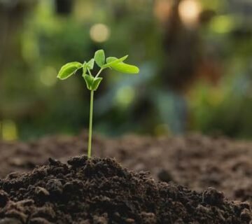 Soil for plants