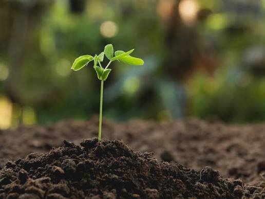 Soil for plants